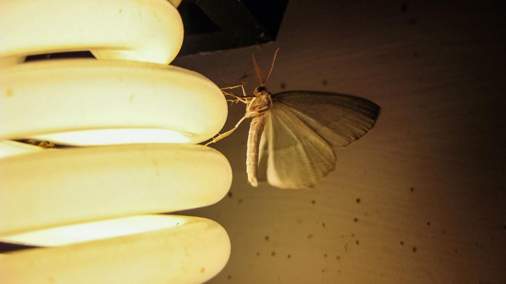 đ&egrave;n led &iacute;t thu h&uacute;t c&ocirc;n tr&ugrave;ng hơn đ&egrave;n sợi đốt
